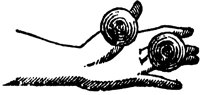 castanets_1_lg.gif