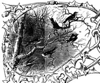 birds-tree_16024_md.gif