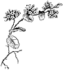 violets_16027_th.gif