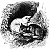 cats_16077_th.gif
