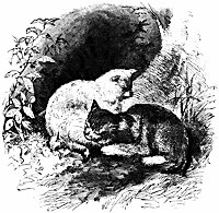 cats_16077_sm.gif