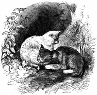 cats_16077_md.gif