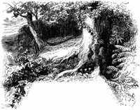 woods_16085_md.gif