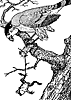 mouse-frog_16122_th.gif
