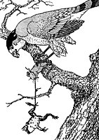 mouse-frog_16122_sm.gif