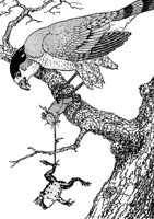 mouse-frog_16122_md.gif