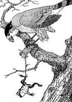 mouse-frog_16122_lg.gif