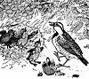 larks_16125_th.gif