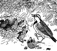larks_16125_sm.gif