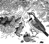 larks_16125_md.gif
