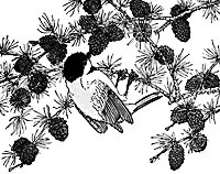 chickadee_16142_sm.gif