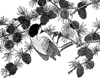 chickadee_16142_lg.gif