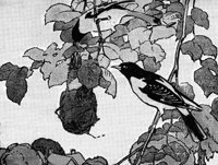 birds_16166_md.gif
