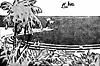 palm-trees_16167_th.gif