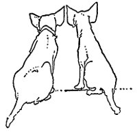dogs_16272_sm.gif