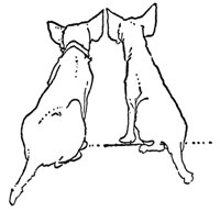 dogs_16272_md.gif