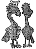 birds_16299_th.gif