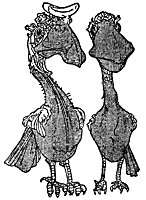 birds_16299_sm.gif