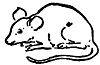 mouse_16309_th.gif