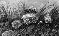 Bee_16322_lg.gif