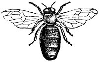 drone_16325_sm.gif