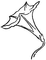 flower_16328_sm.gif