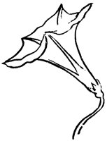 flower_16328_lg.gif