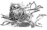 bird1_16329_th.gif
