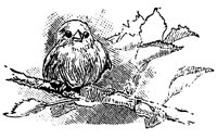 bird1_16329_sm.gif