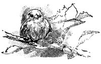 bird1_16329_md.gif