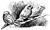 bird3_16330_th.gif