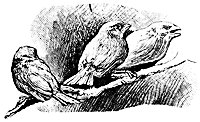 bird3_16330_sm.gif