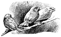 bird3_16330_lg.gif