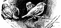 bird4_16332_sm.gif