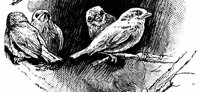 bird4_16332_md.gif