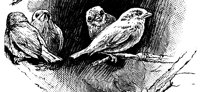 bird4_16332_lg.gif
