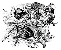 bird5_16333_sm.gif