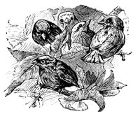 bird5_16333_md.gif