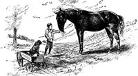 horse_16336_md.gif
