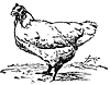 hen_16338_th.gif