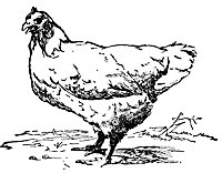 hen_16338_sm.gif