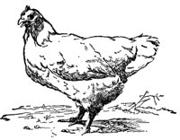 hen_16338_md.gif