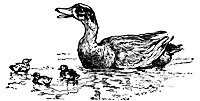 duck_16342_sm.gif