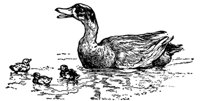 duck_16342_md.gif