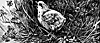 bird_16349_th.gif