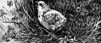 bird_16349_sm.gif