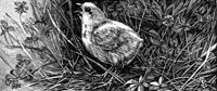 bird_16349_lg.gif