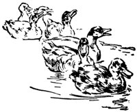 ducks_16358_md.gif