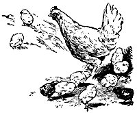 chickens_16360_sm.gif