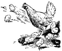 chickens_16360_md.gif
